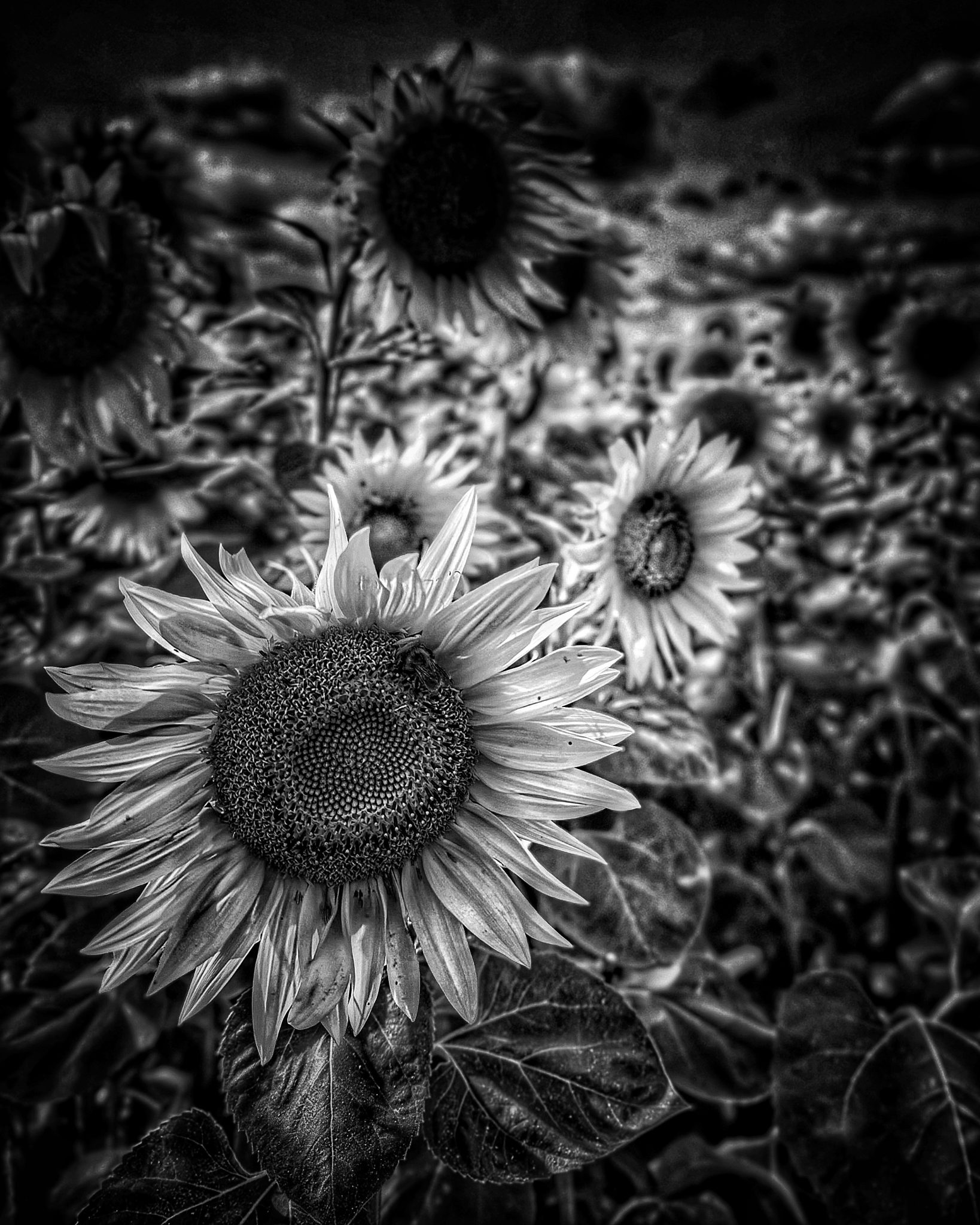 sonnenblumenkitsch